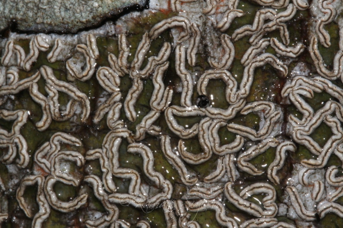 Pallidogramme chrysenteron (Mont.) Staiger, Kalb & Lücking